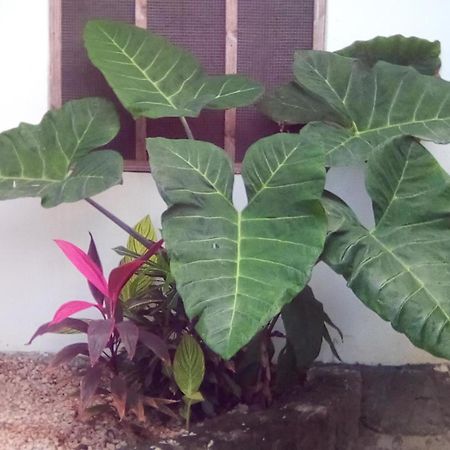 Jambiani Home Stay Dış mekan fotoğraf