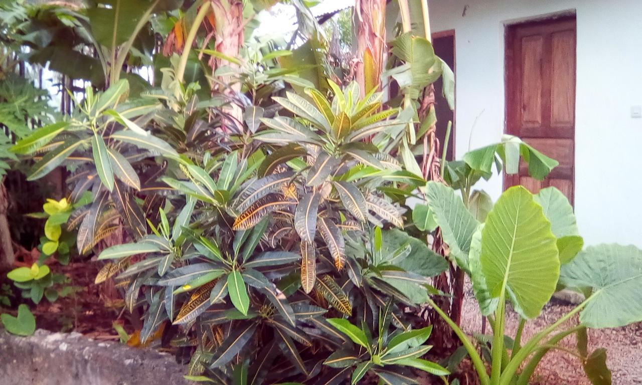 Jambiani Home Stay Dış mekan fotoğraf